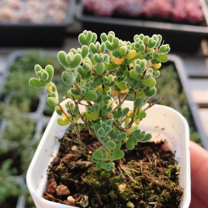 莱斯枝干番杏  可爱多肉植物新手阳台好养稀有花卉小盆栽（20包邮,鲜花速递/花卉仿真/绿植园艺,多肉植物,淘宝优惠券,粉丝福利购,淘宝优惠卷