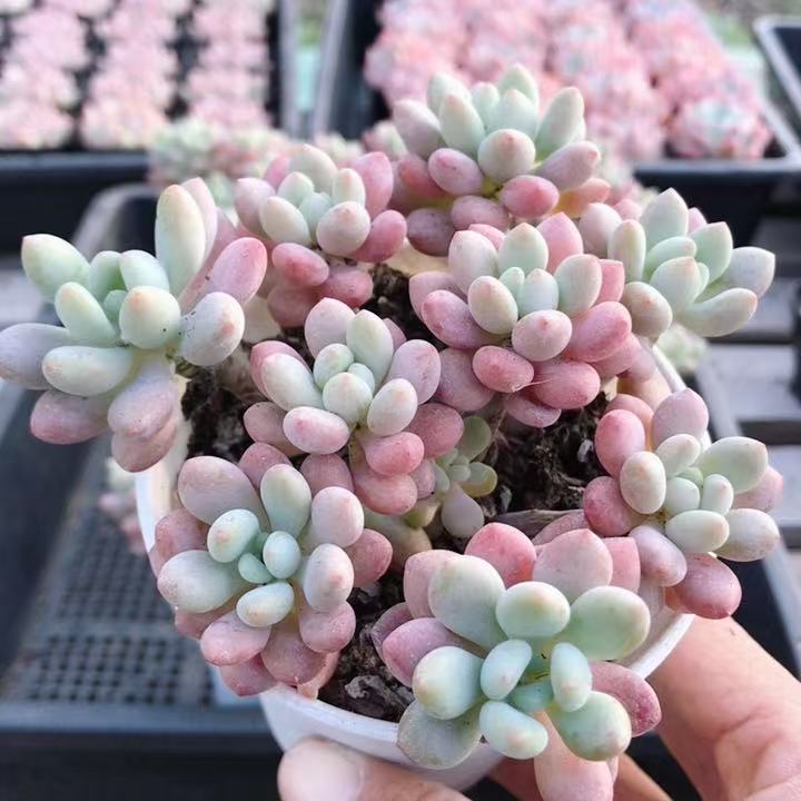 鱼子酱  多肉植物室内盆栽办公桌面稀有品种好养绿植 (20包邮)