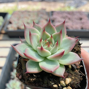 托斯卡内利 多肉植物小盆栽高颜值绿植花卉新手好养(20包邮)