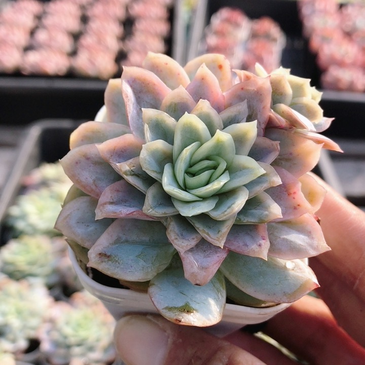 冰片锦  多肉植物可爱萌肉肉多肉植物多头好养易活（20包邮）