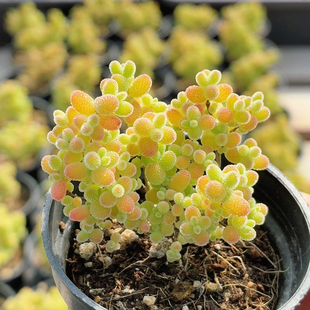 蜜橘枝干  多肉植物盆栽懒人办公室阳台稀有好养易活花卉（20包邮