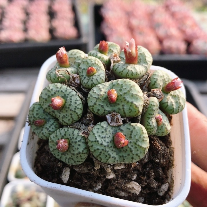 清姬  多肉植物办公室内好养花卉小盆栽可爱阳台萌肉肉(20包邮)