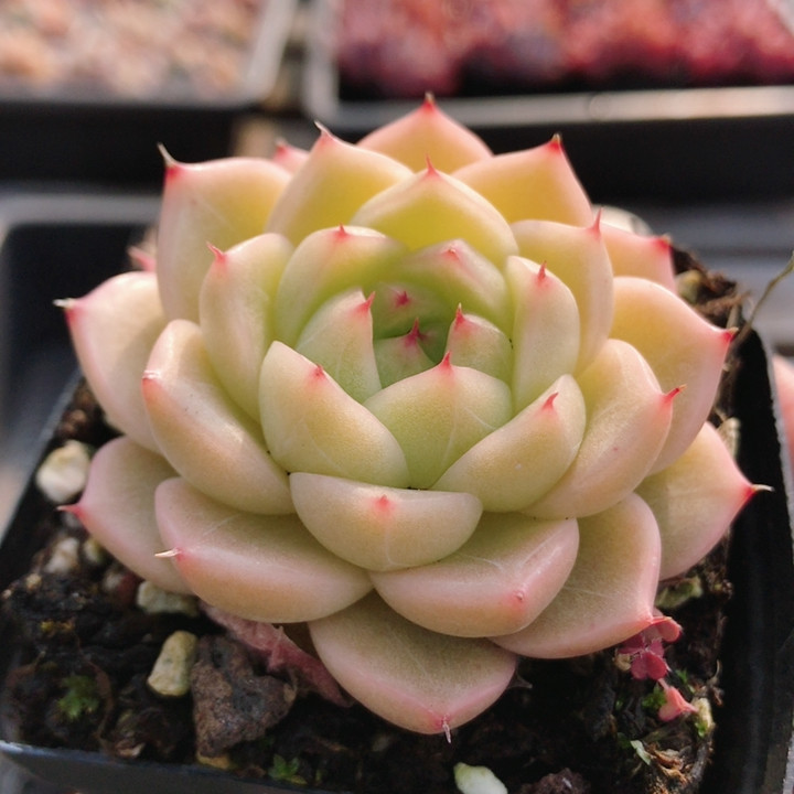 思念  精品多肉植物阳台办公室好养组合套餐绿植盆栽（20包邮