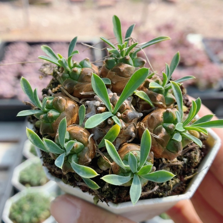 峨眉山  稀有多肉植物阳台好养可爱绿植花卉高颜值盆栽（20包邮）