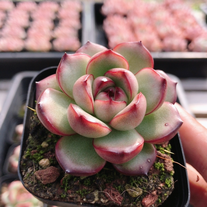 万宝龙  多肉植物盆栽小绿植花卉窗台好养室内精品肉肉（20包邮）