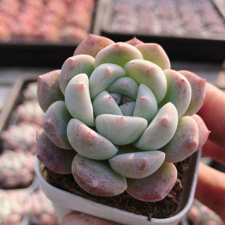 泡芙橙  多肉植物稀有精品阳台窗台好养名贵高颜值小盆栽(20包邮,鲜花速递/花卉仿真/绿植园艺,多肉植物,淘宝优惠券,粉丝福利购,淘宝优惠卷