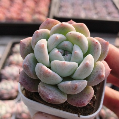 泡芙橙  多肉植物稀有精品阳台窗台好养名贵高颜值小盆栽(20包邮