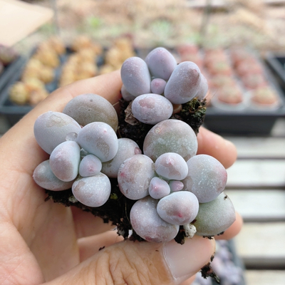 芭比奶酪  精品多肉植物阳台好养高颜值小盆栽绿植花卉（20包邮）