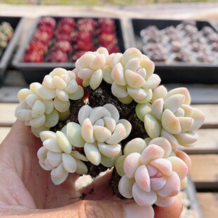 奶油冰玉  稀有多肉植物盆栽高颜值阳台好养花卉绿植（20包邮）