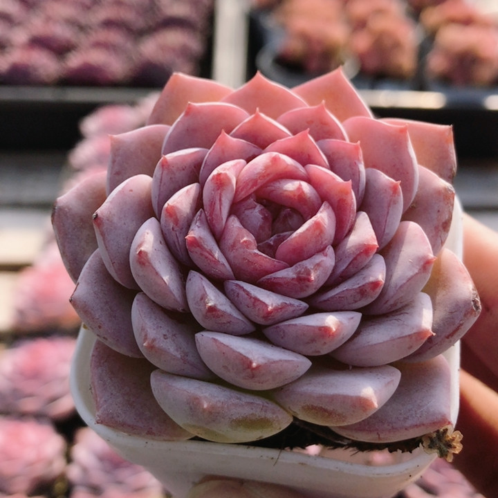 糖心恩宠  稀有多肉植物绿植阳台精品高颜值迷你小盆栽 （20包邮,鲜花速递/花卉仿真/绿植园艺,多肉植物,淘宝优惠券,粉丝福利购,淘宝优惠卷