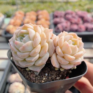 纯爱 包邮 稀有多肉植物名贵阳台办公室好养绿植花卉盆栽