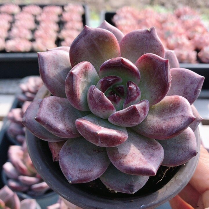 大夜魔侠  多肉植物盆栽好养花卉小盆栽懒人阳台植物（20包邮
