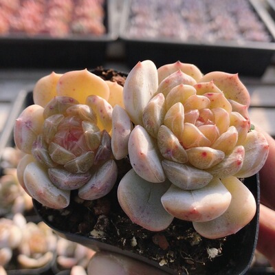 双头白恋  多肉植物组合盆栽好养肉肉稀有品种花卉盆栽（20包邮）