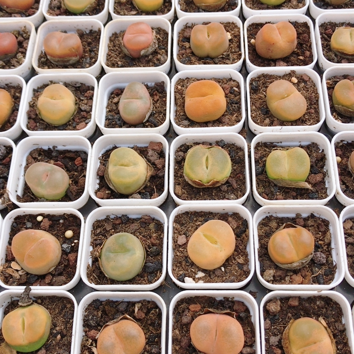 毛汗尼  可爱好养名贵多肉植物盆栽阳台办公室内稀有肉肉（20包邮