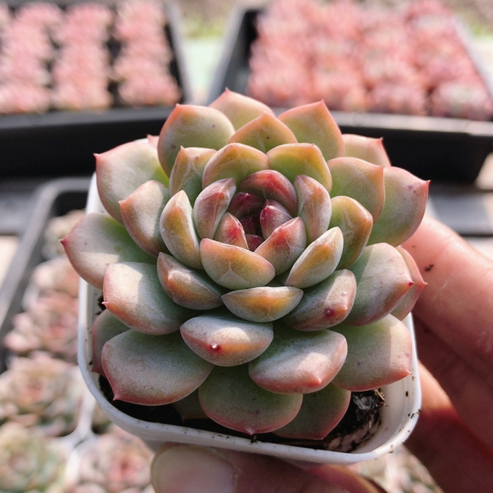 小叶不知名  稀有多肉植物室内阳台小萌物肉肉高品质盆栽(20包邮