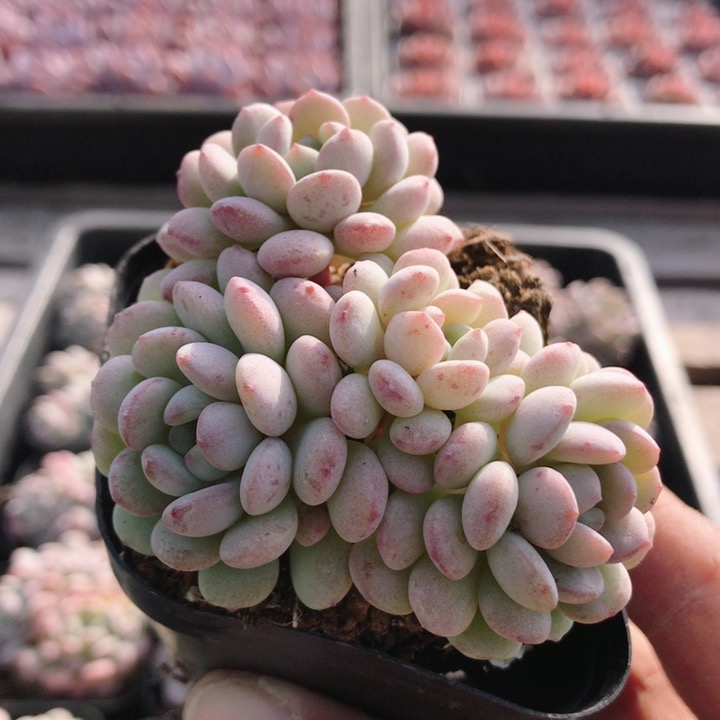 小红蛋  高颜值精品多肉植物阳台窗台好养活名贵小盆栽（20包邮）