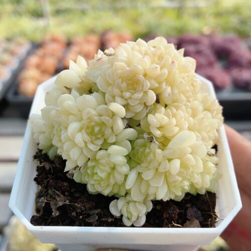 雪绣球  稀有多肉植物高颜值阳台好养名贵花卉绿植盆栽（20包邮）