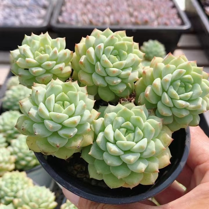 熊猫脸  贵货稀有多肉植物办公室内好养花卉绿植小盆栽（20包邮）