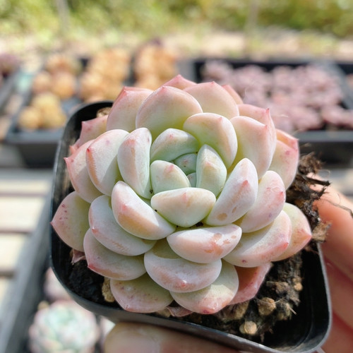 厚梦  名贵多肉植物阳台窗台好养高颜值绿植花卉盆栽（20包邮）