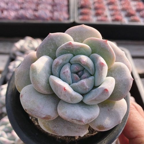 石榴籽星影橙梦露  多肉植物稀有花卉盆栽阳台好养绿植（20包邮）