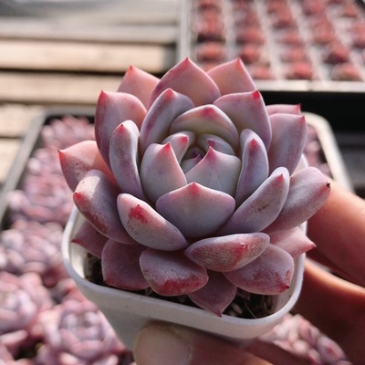 梦之蓝  多肉植物大颗好养精品高颜值名贵办公室盆栽（20包邮）