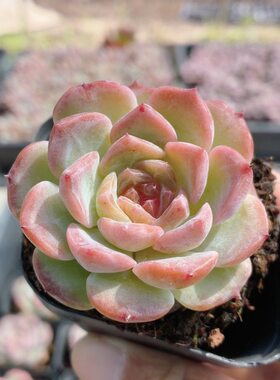 纯爱  多肉植物精品稀有花卉绿植新手阳台好养小盆栽（20包邮）