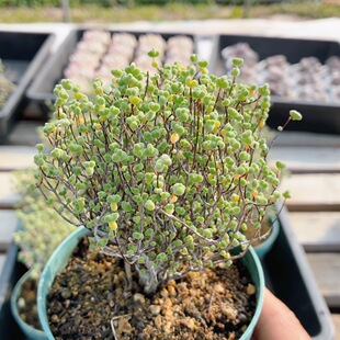 大莱斯  精品多肉植物新手好养名贵阳台高颜值绿植盆栽（20包邮）