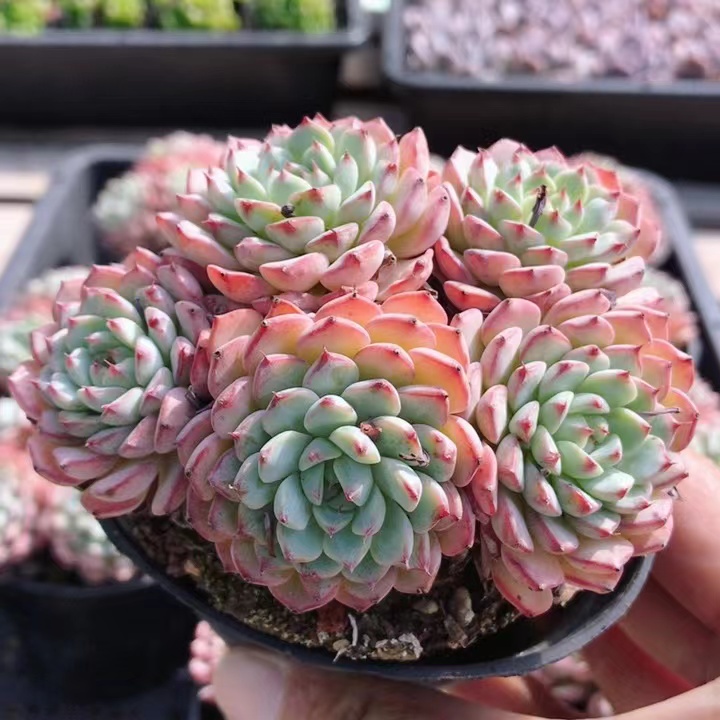 粉姬莲  稀有贵货多肉植物阳台窗台好养活小盆栽（20包邮）