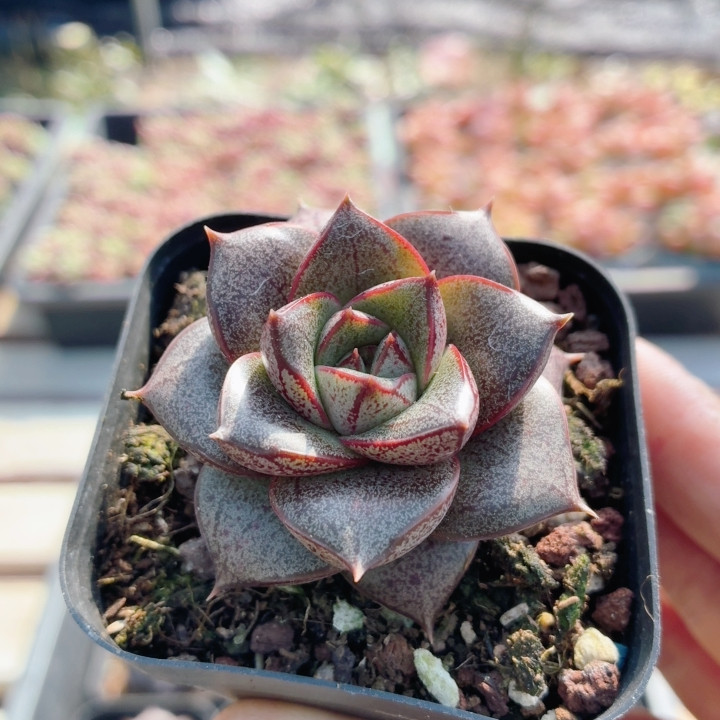 大和锦  稀有多肉植物阳台办公室内好养花卉盆栽高颜值（20包邮）