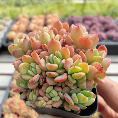 芬达  稀有名贵多肉植物阳台好养高颜值花卉绿植盆栽（20包邮）