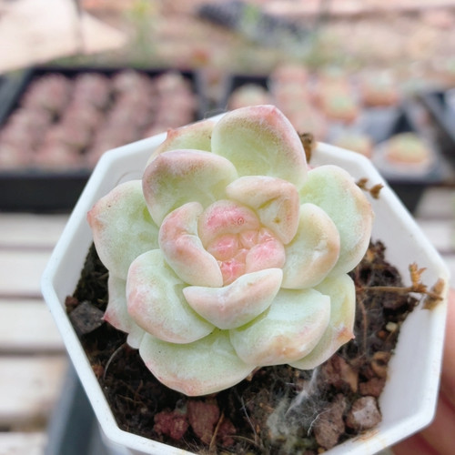 梦幻泡影  多肉植物阳台窗台好养高颜值稀有绿植花卉盆栽（20包邮