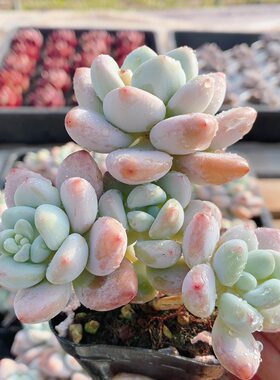 洛神  精品多肉植物阳台好养花卉高颜值花卉绿植小盆栽（20包邮）