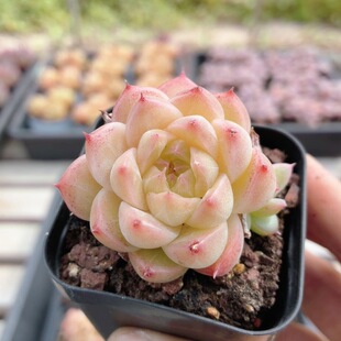 不知名麦秆  稀有名贵多肉植物阳台新手好养高颜值盆栽（20包邮）