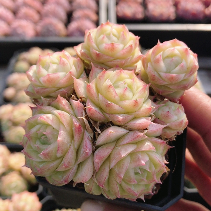 潘多拉女王  多肉植物阳台办公室好养精品绿植花卉小盆栽（20包邮,鲜花速递/花卉仿真/绿植园艺,多肉植物,淘宝优惠券,粉丝福利购,淘宝优惠卷