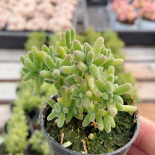 糖球枝干番杏  多肉植物可爱好养易活精品高颜值小盆栽（20包邮）