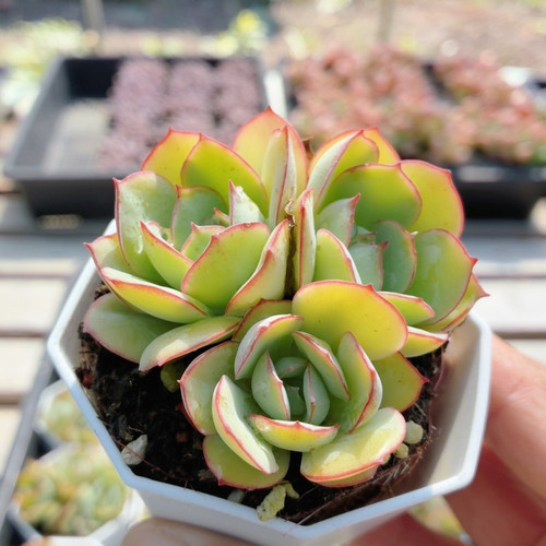 牡丹亭  多肉植物盆栽室内桌面趣味迷你名贵高颜值盆栽（20包邮）