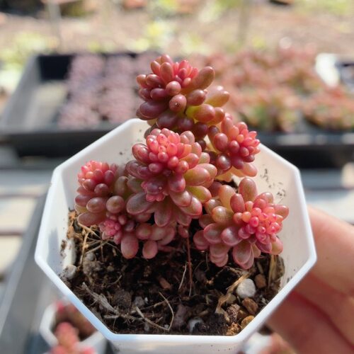 红浆果锦  精品可爱多肉植物小盆栽阳台窗台高颜值绿植（20包邮）