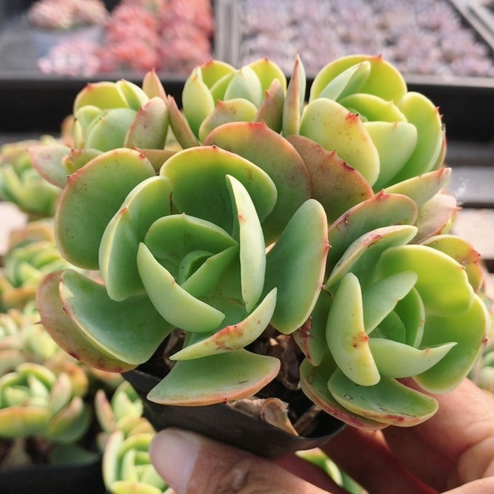 碧桃  稀有多肉植物精致萌肉肉好养易活稀有品种小盆栽（20包邮