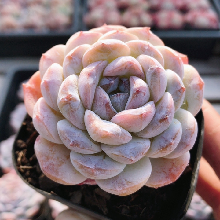 卡布奇诺  多肉植物精品好养高颜值阳台桌面小盆栽绿植（20包邮）,鲜花速递/花卉仿真/绿植园艺,多肉植物,淘宝优惠券,粉丝福利购,淘宝优惠卷