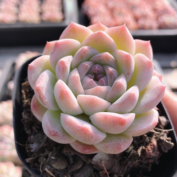 瑶池  精品粉色名贵多肉植物室内小盆栽办公室桌面肉肉（20包邮