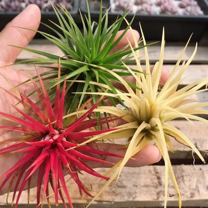空气凤梨  多肉植物稀有品种小盆栽超萌肉肉植物室内绿植（20包邮