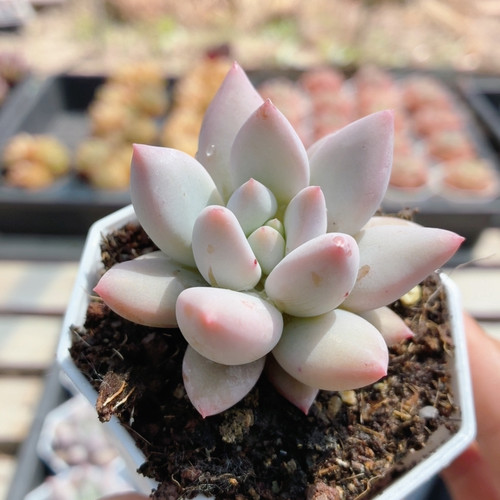 所罗门  稀有名贵多肉植物阳台办公室内好养绿植花卉盆栽（20包邮