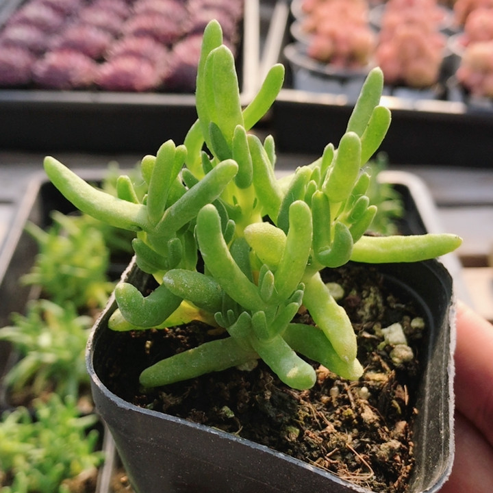 碧光环  精品可爱多肉植物稀有阳台好养绿植花卉盆栽（20包邮）,鲜花速递/花卉仿真/绿植园艺,多肉植物,淘宝优惠券,粉丝福利购,淘宝优惠卷