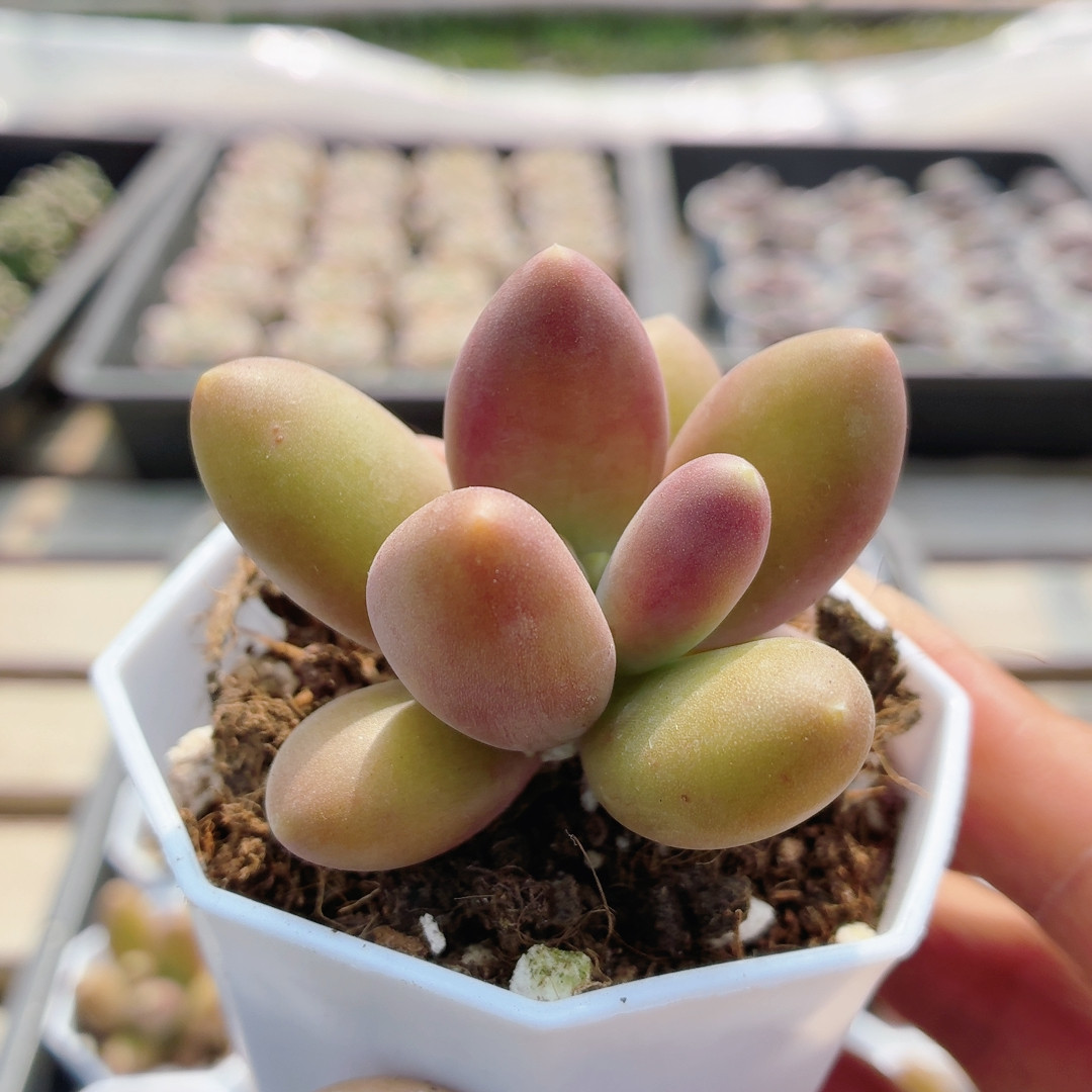 芒果奶  稀有多肉植物阳台窗台好养可爱精品名贵高颜值（20包邮）