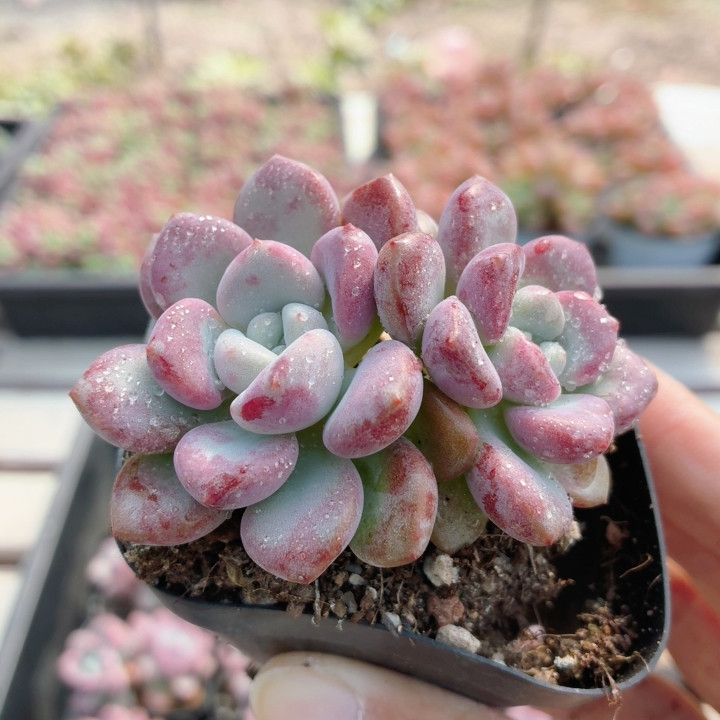 花斑鹿  多肉植物阳台窗台好养高颜值稀有绿植花卉盆栽（20包邮）