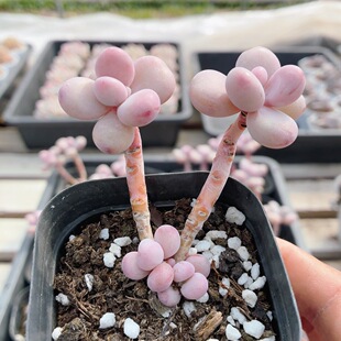 腰子蛋  稀有名贵多肉植物阳台办公室新手好养花卉小盆栽（20包邮