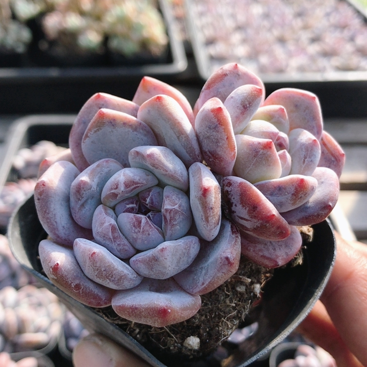 双头星影橙  可爱多肉植物盆栽新手阳台好养精品花卉（20包邮）