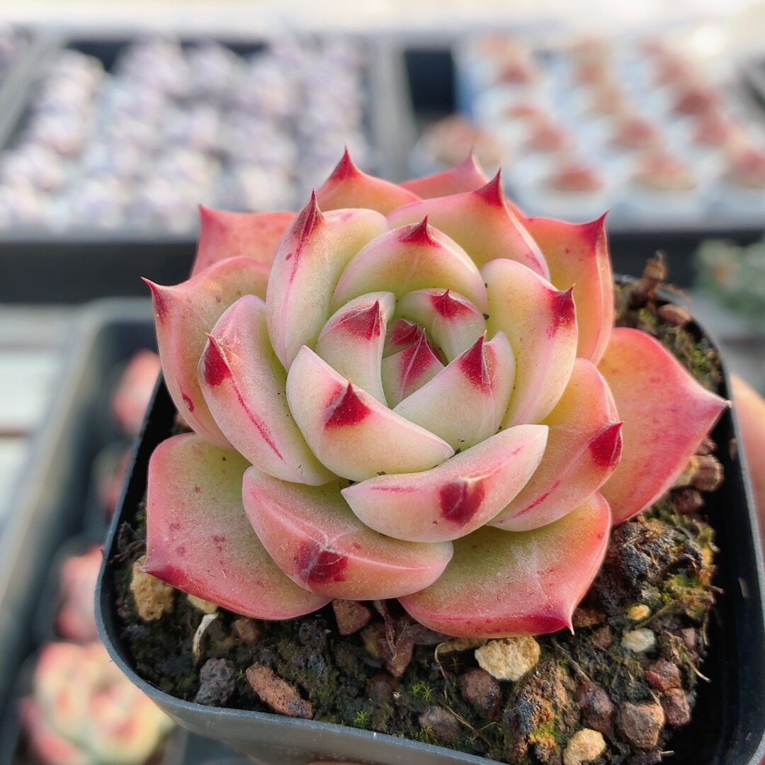 红韵  稀有名贵贵货多肉植物阳台新手好养高颜值小盆栽（20包邮）