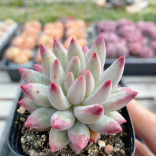 车厘子 包邮 稀有名贵多肉植物盆栽阳台好养高颜值花卉绿植