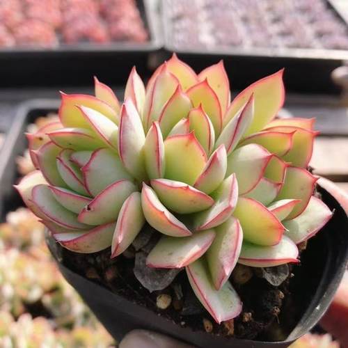 群生牡丹亭  高颜值多肉植物好养花卉办公室稀有品种（20包邮）